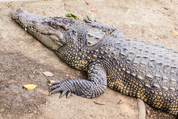 Big crocodile closeup