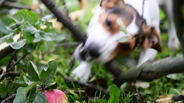 Jack Russell nibbles stick on the grass in the Park