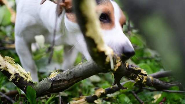 Jack Russell nibbles stick on the grass in the Park