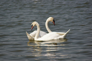 Swan in water