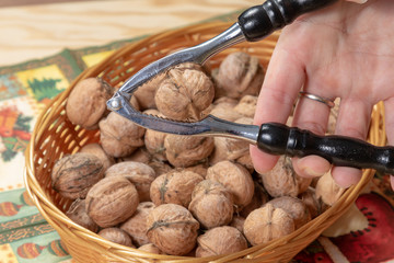Single walnut cracking in a silver walnut over a basket full of walnuts