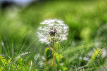 Fototapeta premium dandelion on background of green grass