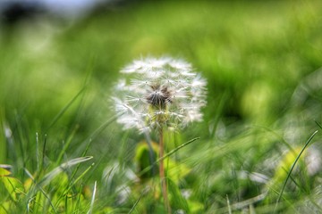 Fototapeta na wymiar dandelion on background of green grass