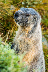 a wild marmot in the Alps (Austria)