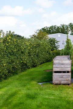 The Apples in the Orchard