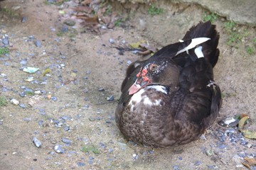 female brown muscovy duck sleep on the ground.
