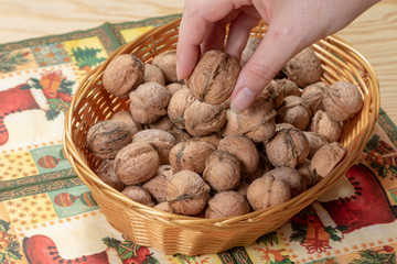 Woman picking up a walnut 