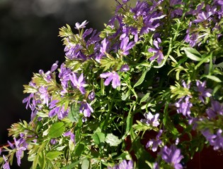 Obraz premium fleurs