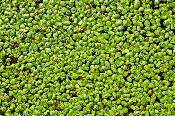 Aquatic plants - Lemna (Duckweed)