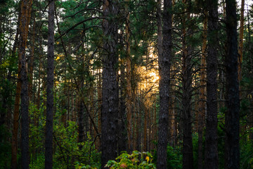 Fototapeta na wymiar evening in pine forest in autumn