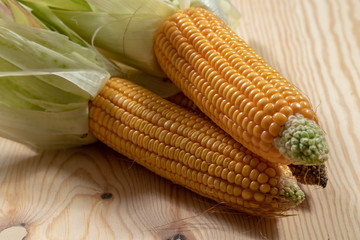 Close up of ripe corn combs on a wooden table in the kitchen 