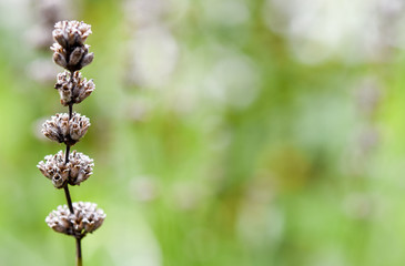 Grüne Momente unseres Leben