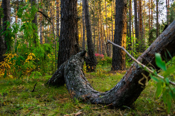 evening in pine forest in autumn