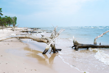 Dry tree fallen on the beach with sand around in the background.