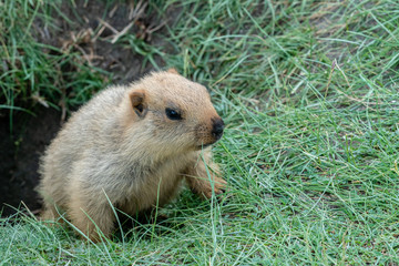 Marmot from hole in Leh Ladakh  in Summer Leh, Ladakh, Jammu and Kashmir, India