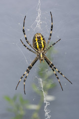 araignée épeire frelon