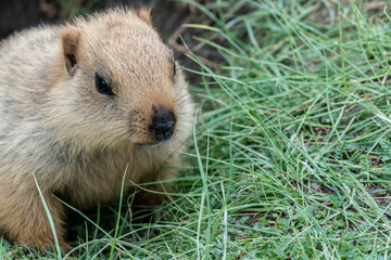 Marmot from hole in Leh Ladakh  in Summer Leh, Ladakh, Jammu and Kashmir, India