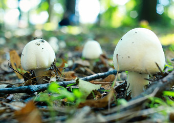 champignon mashrooms
