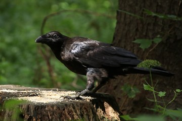 Big black crow in a forest on a green background on a sunny day