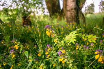 Cute flowers of cow-wheat (Melampyrum nemorosum) at the foot of a big tree. Picturesque peaceful...