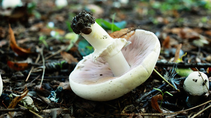 champignon mashrooms