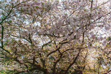 Japanese Cherry Blossom Trees