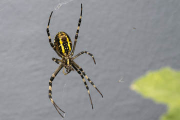 araignée épeire frelon