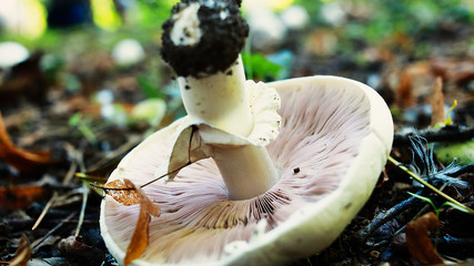 champignon mashrooms