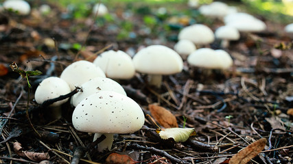 champignon mashrooms
