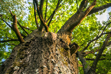 Fragment of the huge trunk and lush crown of a relic oak tree under the golden sunbeams.