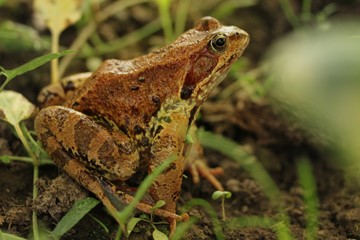 A yellow-brown frog sits on the ground amid the grass