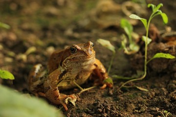 A yellow-brown frog sits on the ground amid the grass