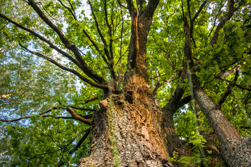 Fragment of the huge trunk and lush crown of a relic oak tree under the golden sunbeams.