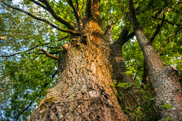 Fragment of the huge trunk and lush crown of a relic oak tree under the golden sunbeams.