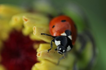 The ladybug sits on flowers on a sunny day with a blurred green background