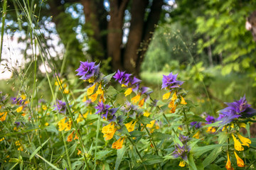 Cute flowers of cow-wheat (Melampyrum nemorosum) at the foot of a big tree. Picturesque peaceful nook away from the urban noise and hustle. Rich colors of nature fill the soul with harmony.