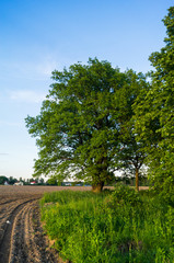 Fototapeta premium Tranquil beauty of a summer countryside. An old branched oak tree with deep hollow in its trunk and lush crown under the golden evening sunbeams.