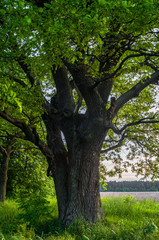 Tranquil beauty of a summer countryside. An old branched oak tree with deep hollow in its trunk and lush crown under the golden evening sunbeams.