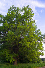 Tranquil beauty of a summer countryside. An old branched oak tree with deep hollow in its trunk and lush crown under the golden evening sunbeams.