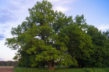 Tranquil beauty of a summer countryside. An old branched oak tree with deep hollow in its trunk and lush crown under the golden evening sunbeams.