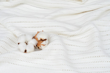 Raw cotton buds on white soft cotton textured background