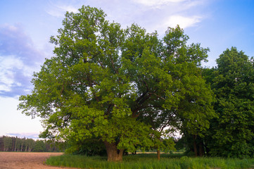 Tranquil beauty of a summer countryside. An old branched oak tree with deep hollow in its trunk and lush crown under the golden evening sunbeams.