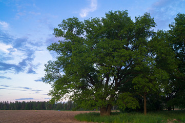 Tranquil beauty of a summer countryside. An old branched oak tree with deep hollow in its trunk and lush crown under the golden evening sunbeams.