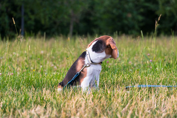 A smart beagle puppy on a walk in the city Park. Tricolor Beagle puppy is watching a peaceful...