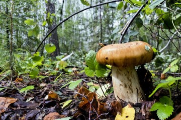 mushroom with the Latin name Russula foetens grew up in the forest