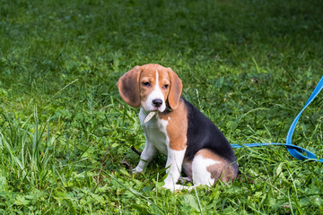 A smart beagle puppy on a walk in the city Park. Tricolor Beagle puppy is watching a peaceful...