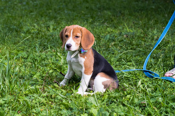 A smart beagle puppy on a walk in the city Park. Tricolor Beagle puppy is watching a peaceful summer landscape.