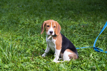 A smart beagle puppy on a walk in the city Park. Tricolor Beagle puppy is watching a peaceful summer landscape.