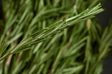 Bach of fresh rosemary branches.