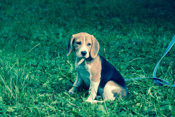 A smart beagle puppy on a walk in the city Park. Tricolor Beagle puppy is watching a peaceful...